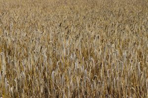 Lush golden wheat field in Auvergne-Rhône-Alpes, France during summer.