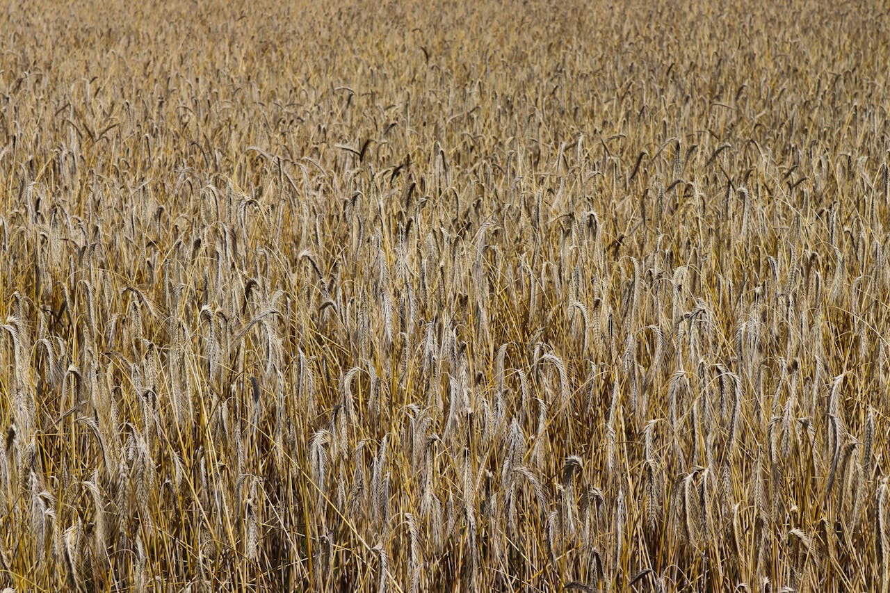 Lush golden wheat field in Auvergne-Rhône-Alpes, France during summer.