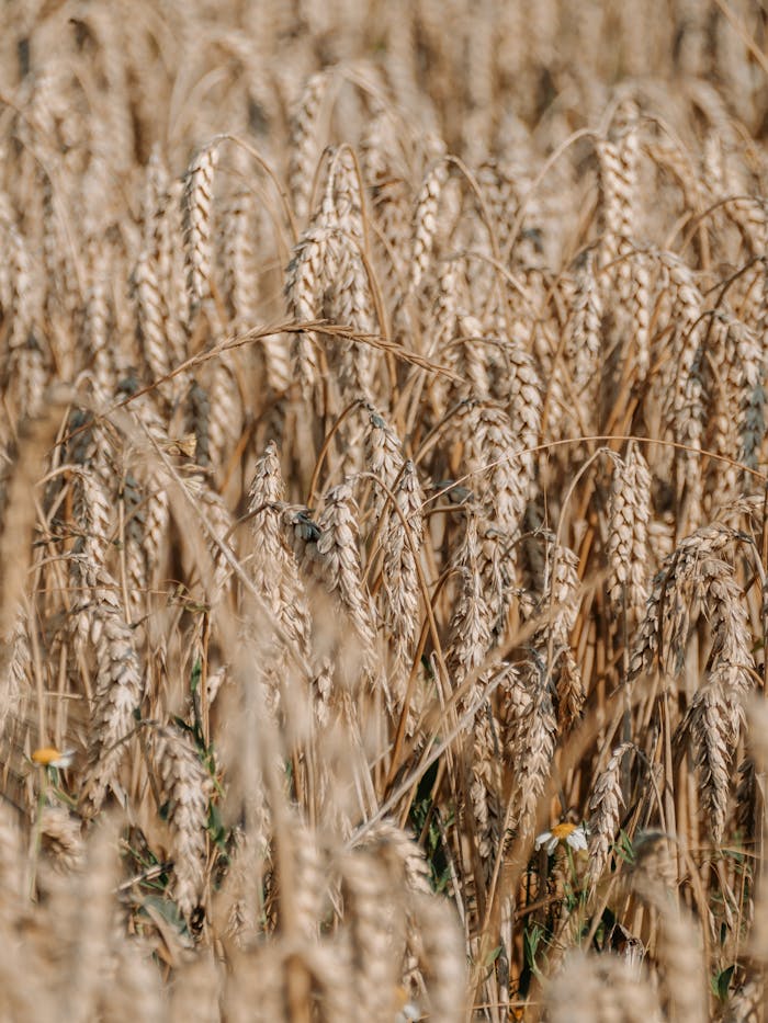 Close-up view of a golden wheat field ready for harvest under the summer sun.