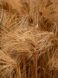 A detailed shot of ripe barley stalks in a field, showcasing their golden color.
