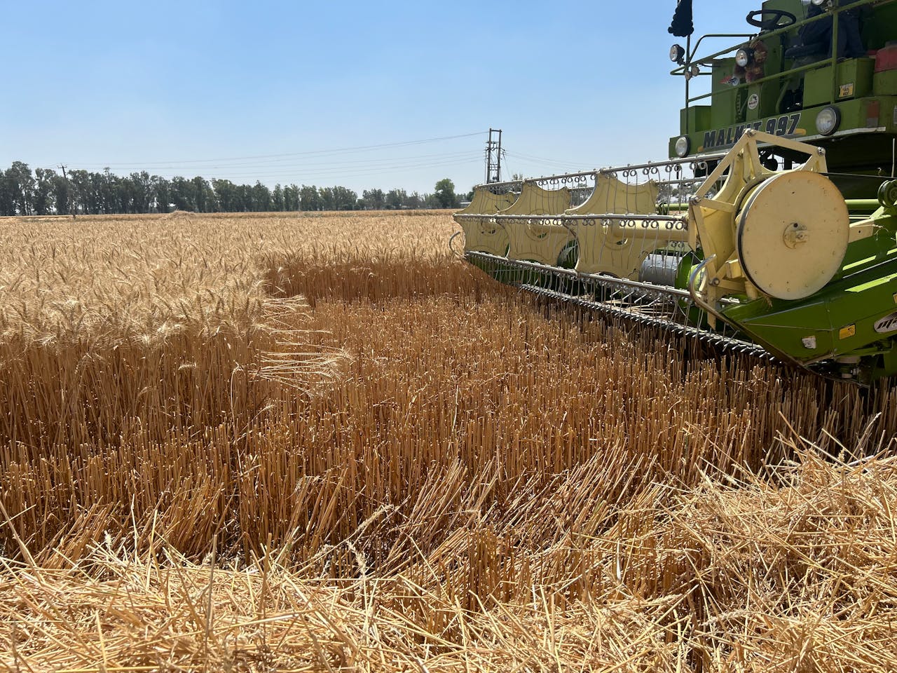A green combine harvester working in a golden wheat field, under a clear blue sky.