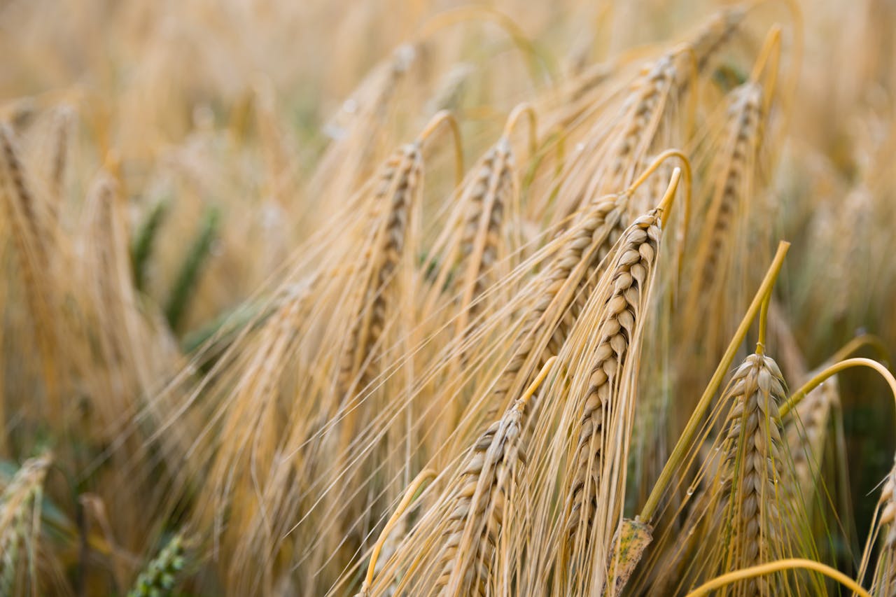 Detailed close-up of golden wheat ready for harvest in a rural field.