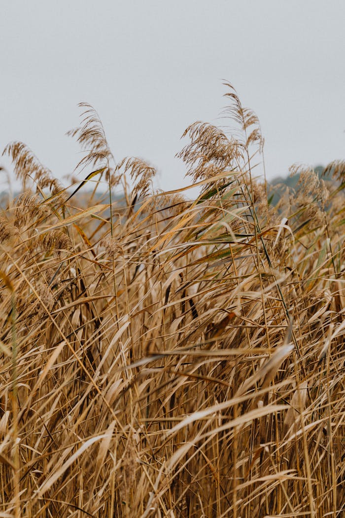 A serene wheat field moving gently in the autumn breeze under an overcast sky.